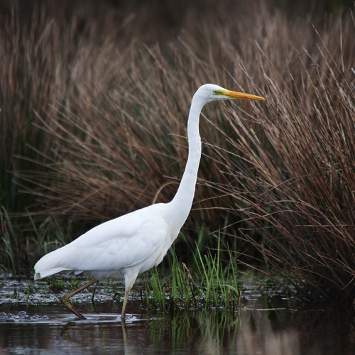 Great White Egret.jpg Great White Egret.jpg